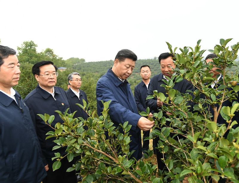 　　9月16日至18日，中共中央總書(shū)記、國(guó)家主席、中央軍委主席習(xí)近平在河南考察。這是17日上午，習(xí)近平來(lái)到信陽(yáng)市光山縣槐店鄉(xiāng)司馬光油茶園，實(shí)地察看油茶樹(shù)種植和掛果情況。新華社記者 謝環(huán)馳 攝